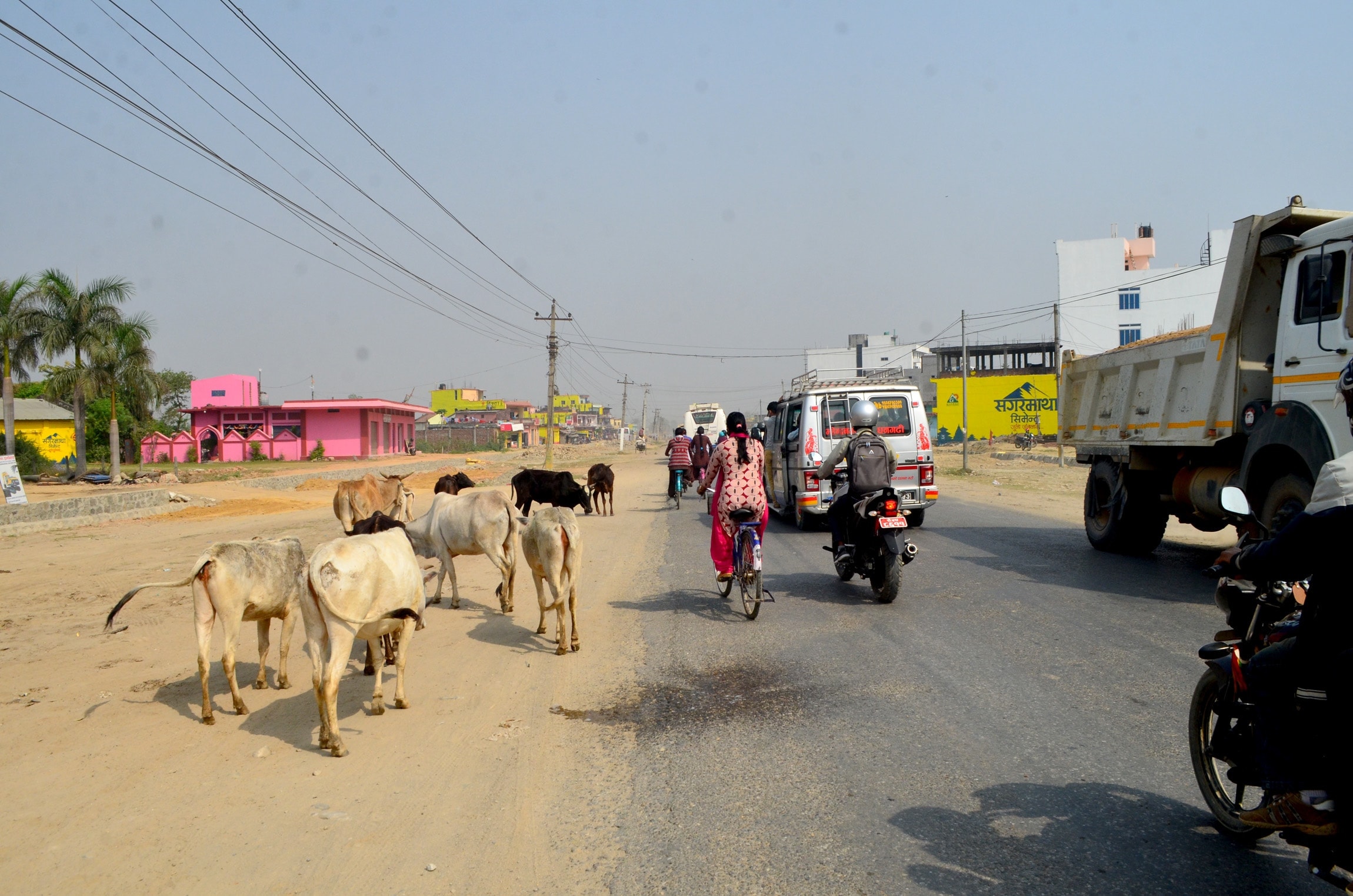 Stray cattle: Trouble for local government