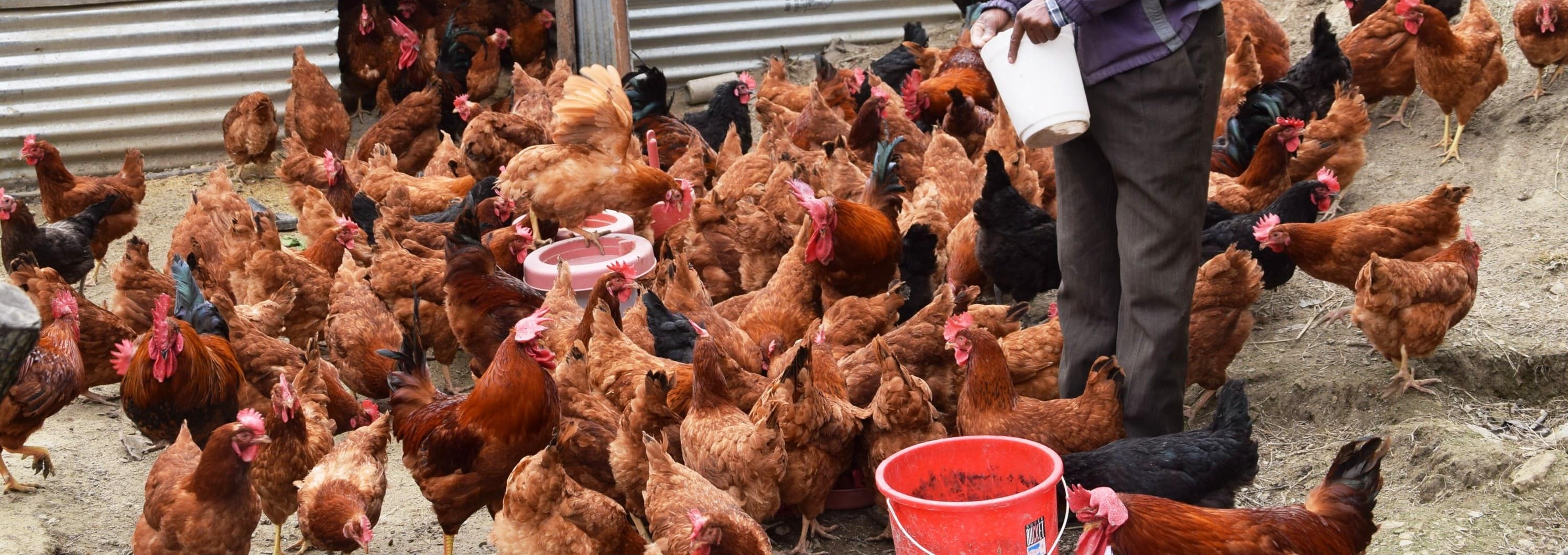 Poultry promotes prosperity in Bajhang