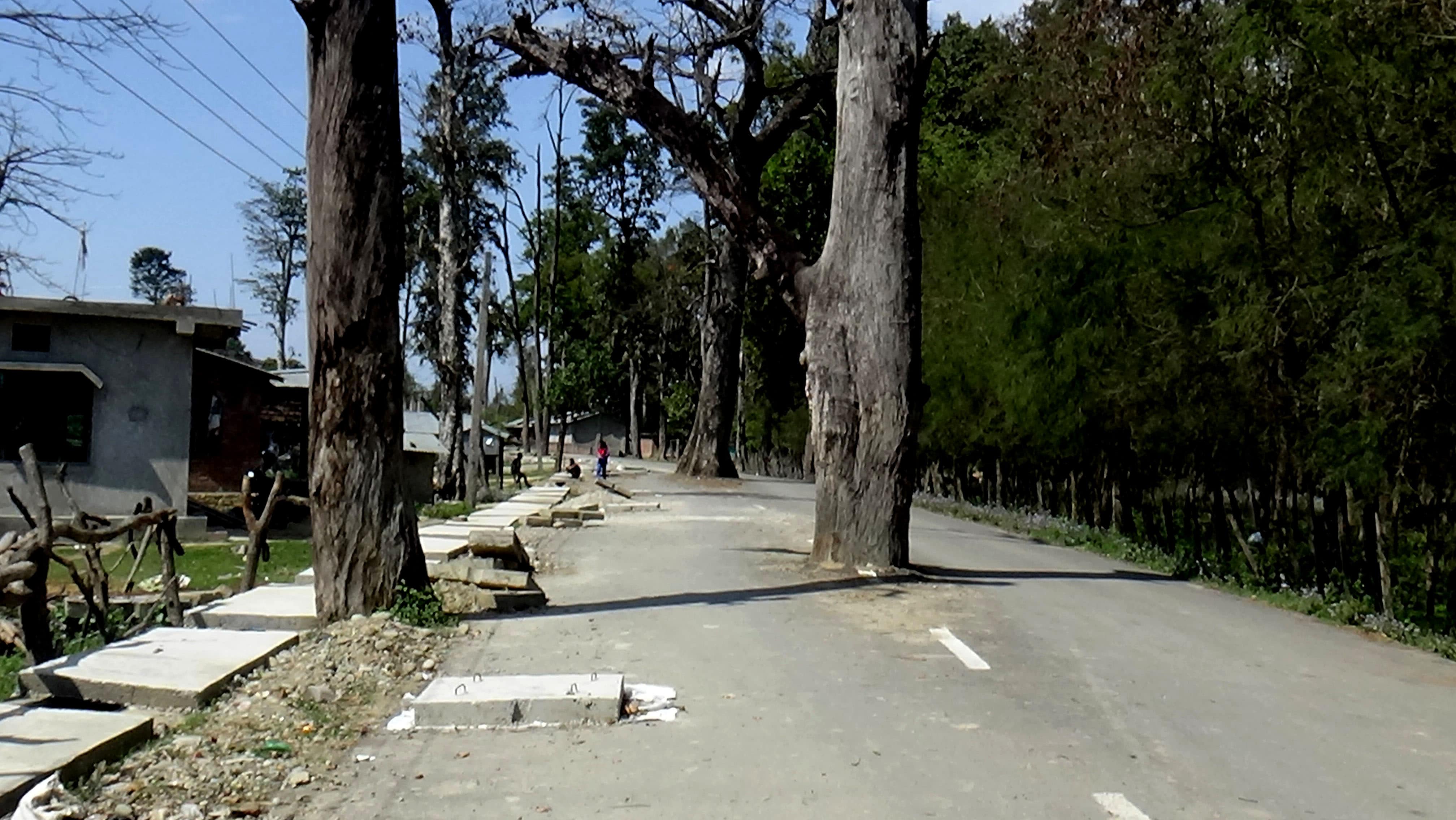 Legal guidelines go for a toss as blacktopped roads in Dhangadhi abound with trees and poles 