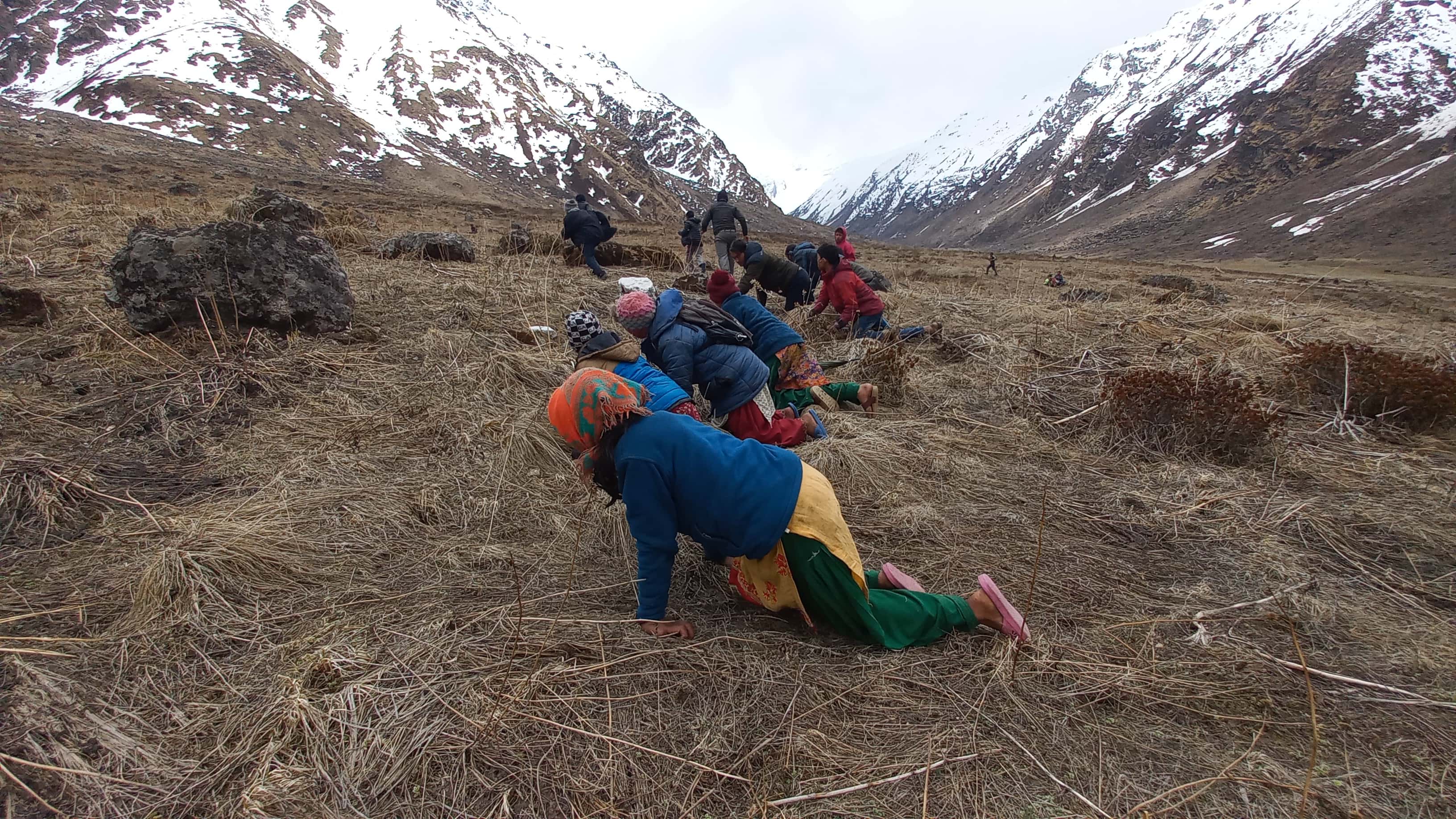 People collecting yarsagumba in Majaban of Saipal.