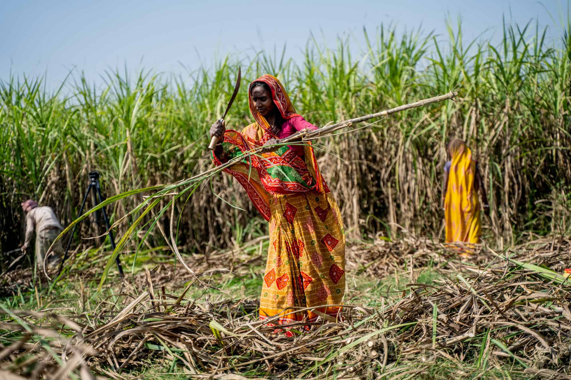 'Sugar disease' fatigues sugarcane farmers